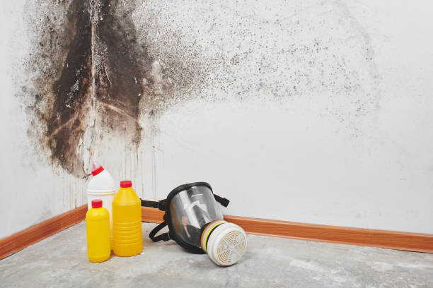 Best Fast Mold Removal  in Farmington, UT