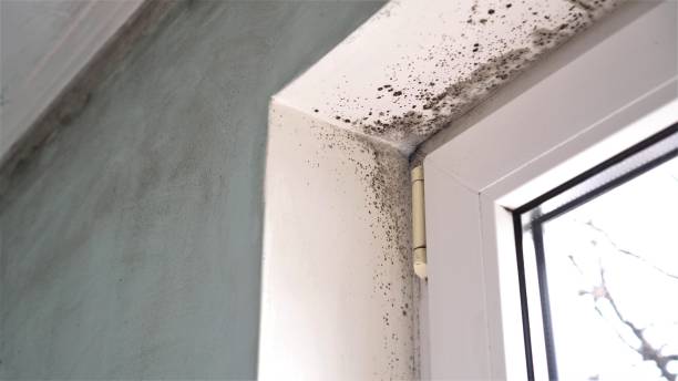 Best Mold Inspection  in Farmington, UT