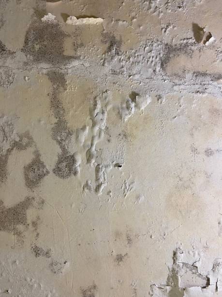 Mold Removal Process in Farmington, UT