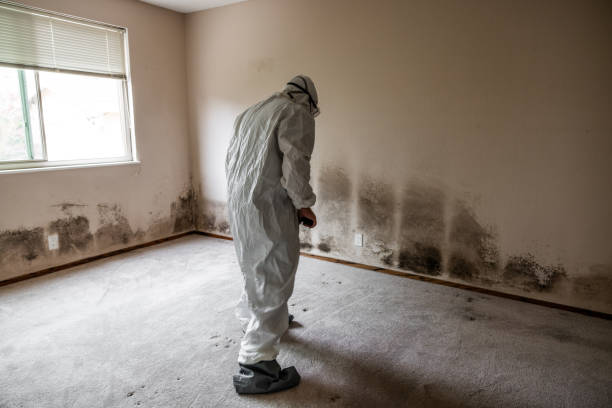 Best Certified Mold Removal  in Farmington, UT