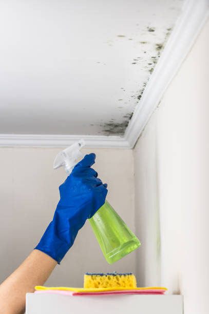 Best Toxic Mold Removal  in Farmington, UT